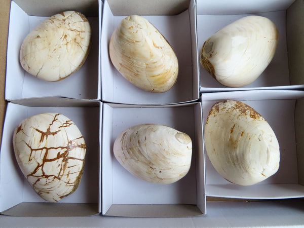 Polished Bivalves Fossil Clam Pairs x 6 From Madagascar - TopRock