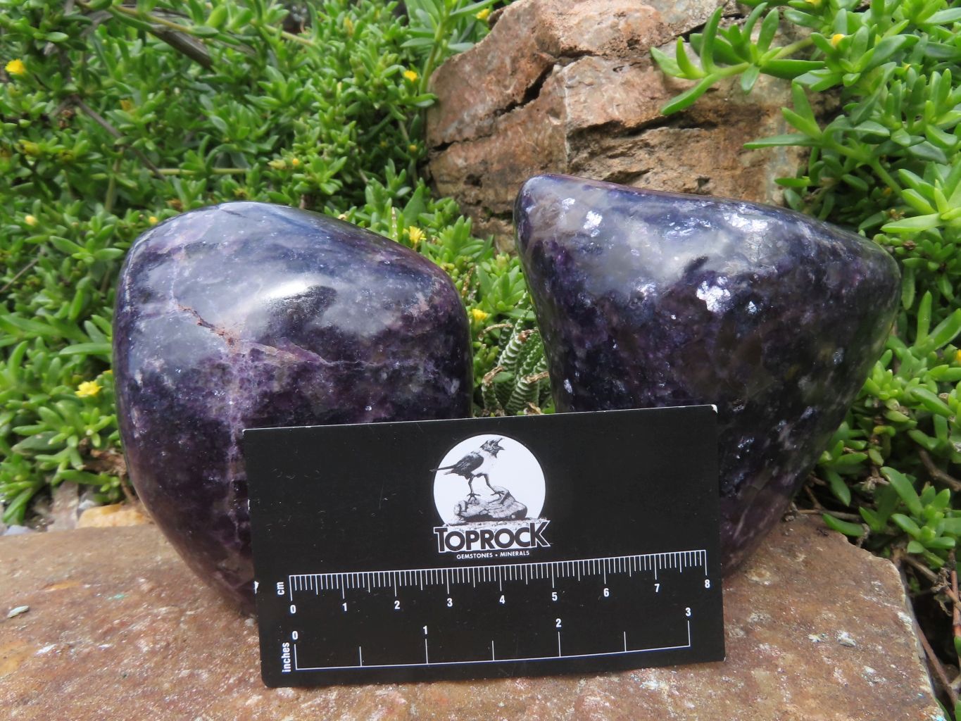 Polished Lepidolite Free Forms x 2 From Zimbabwe - TopRock