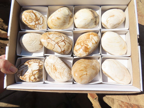 Polished Fossil Mussel Bivalve Shell Pairs x 12 from Madagascar - TopRock
