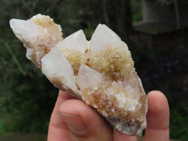 Natural White Yellow Spirit Quartz Crystals  x 24 From Boekenhouthoek, South Africa - TopRock