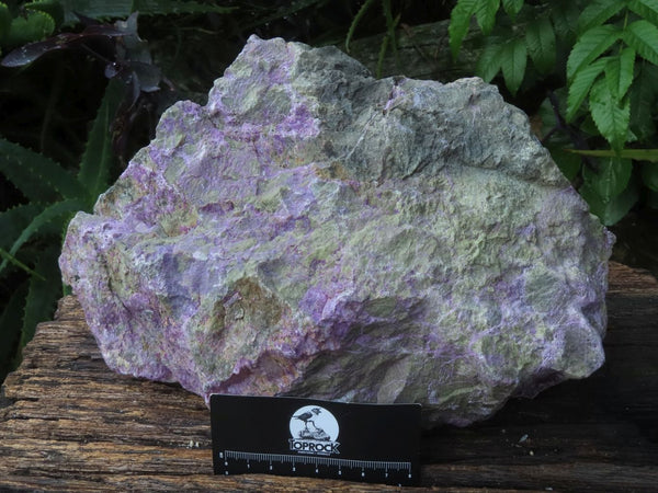 Natural Nice Extra Large Stichtite & Green Serpentine Rough Specimen x 1 From Barberton, South Africa - TopRock