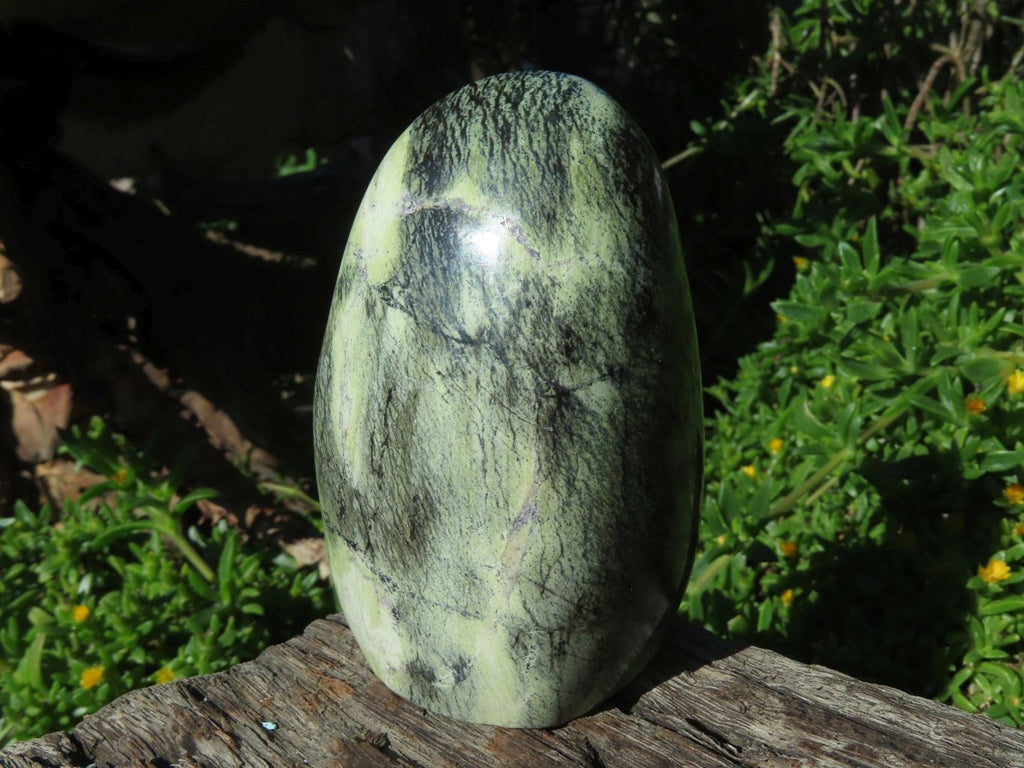 Polished Leopard Stone Free Forms x 6 From Zimbabwe - TopRock