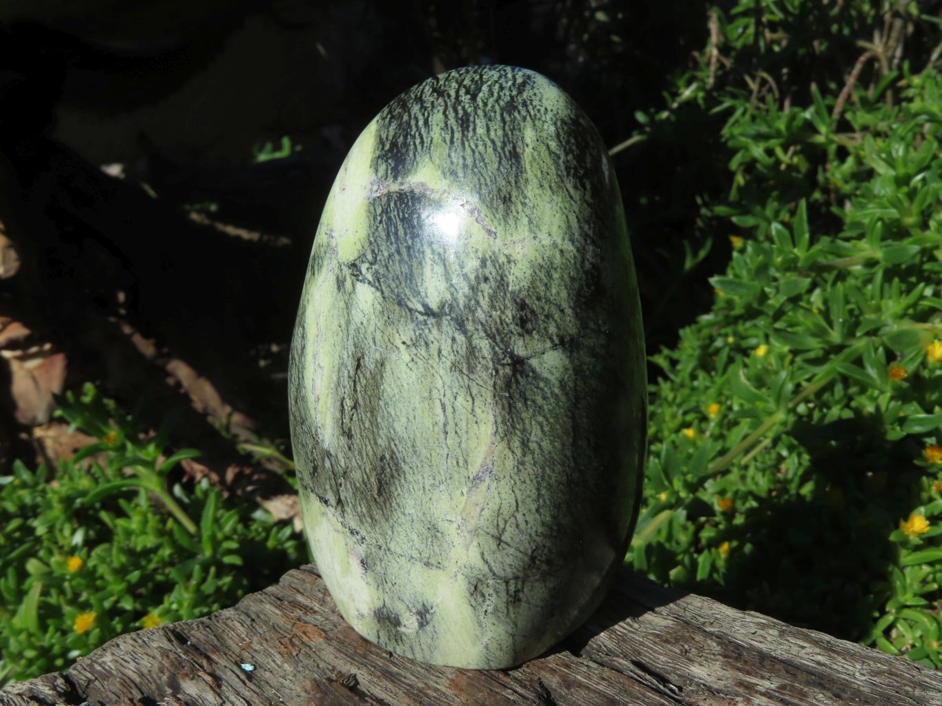 Polished Leopard Stone Free Forms x 6 From Zimbabwe - TopRock