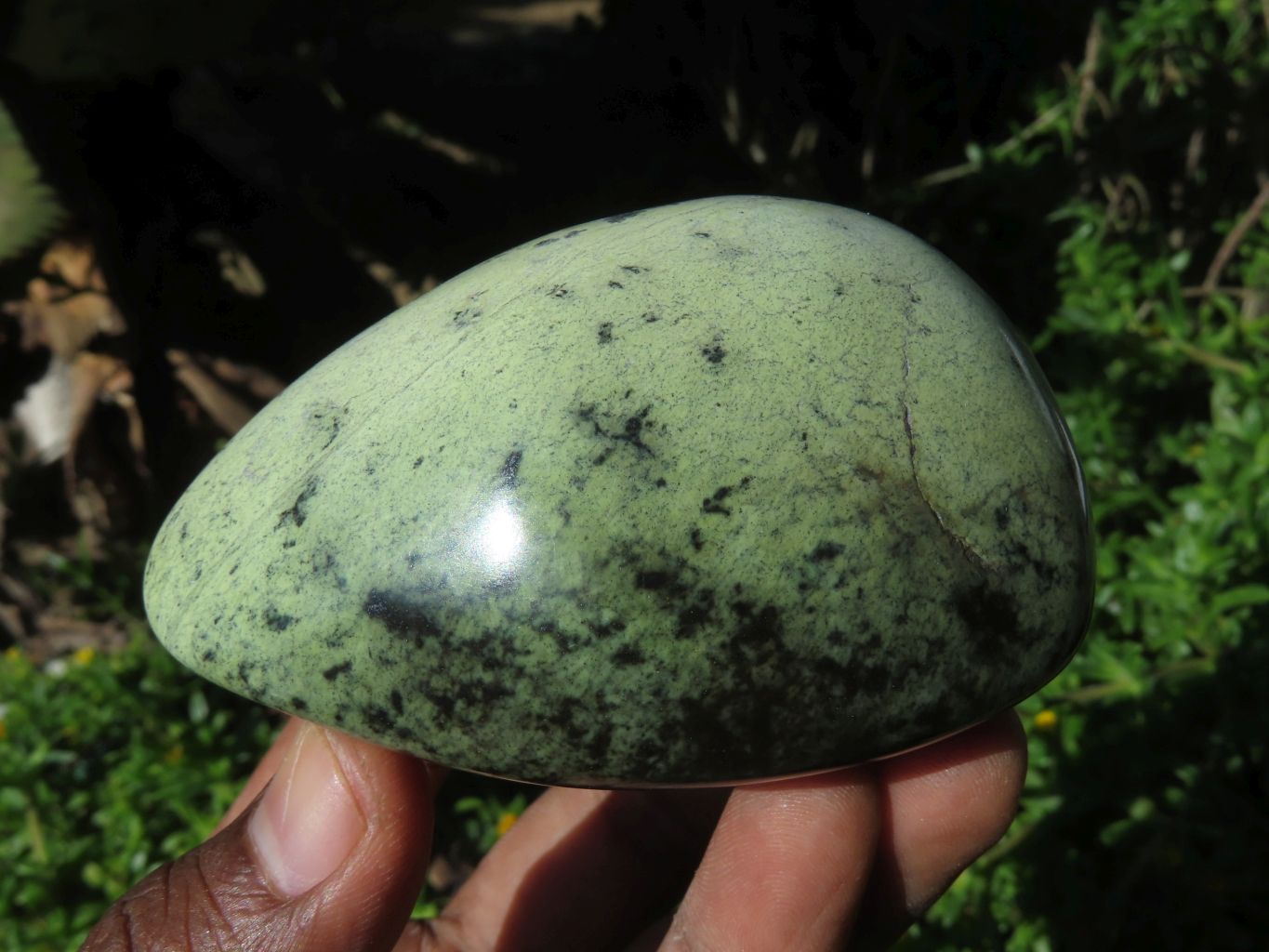 Polished Leopard Stone Free Forms x 6 From Zimbabwe - TopRock